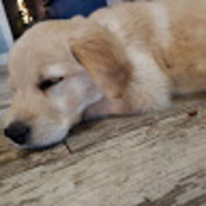 Meet your Posher, Lexi's